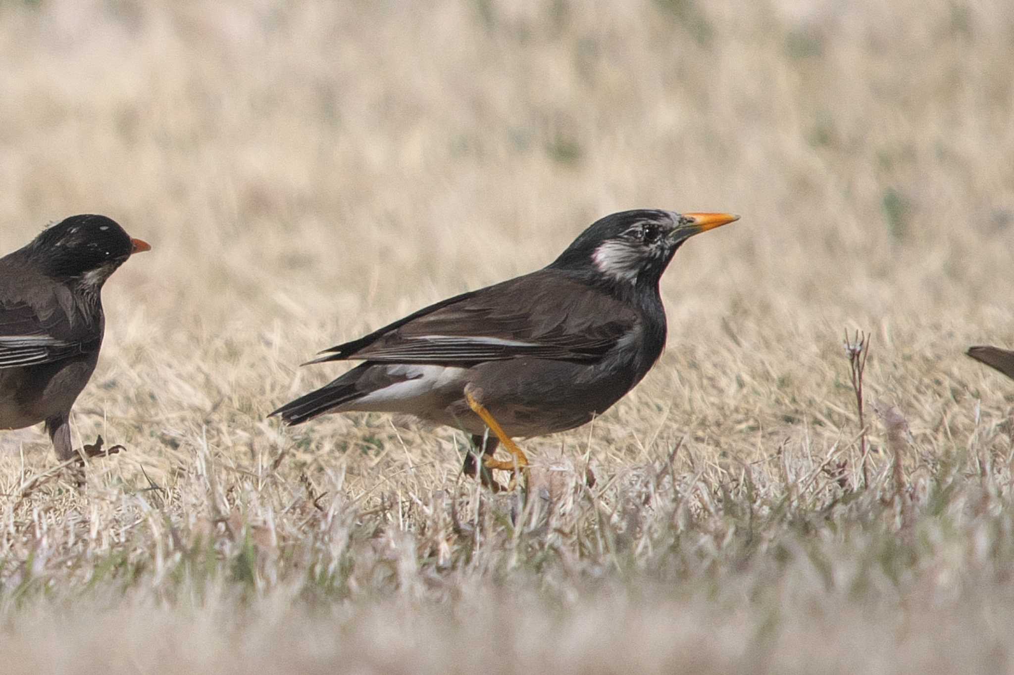Photo of White-cheeked Starling at 池子の森自然公園 by Y. Watanabe