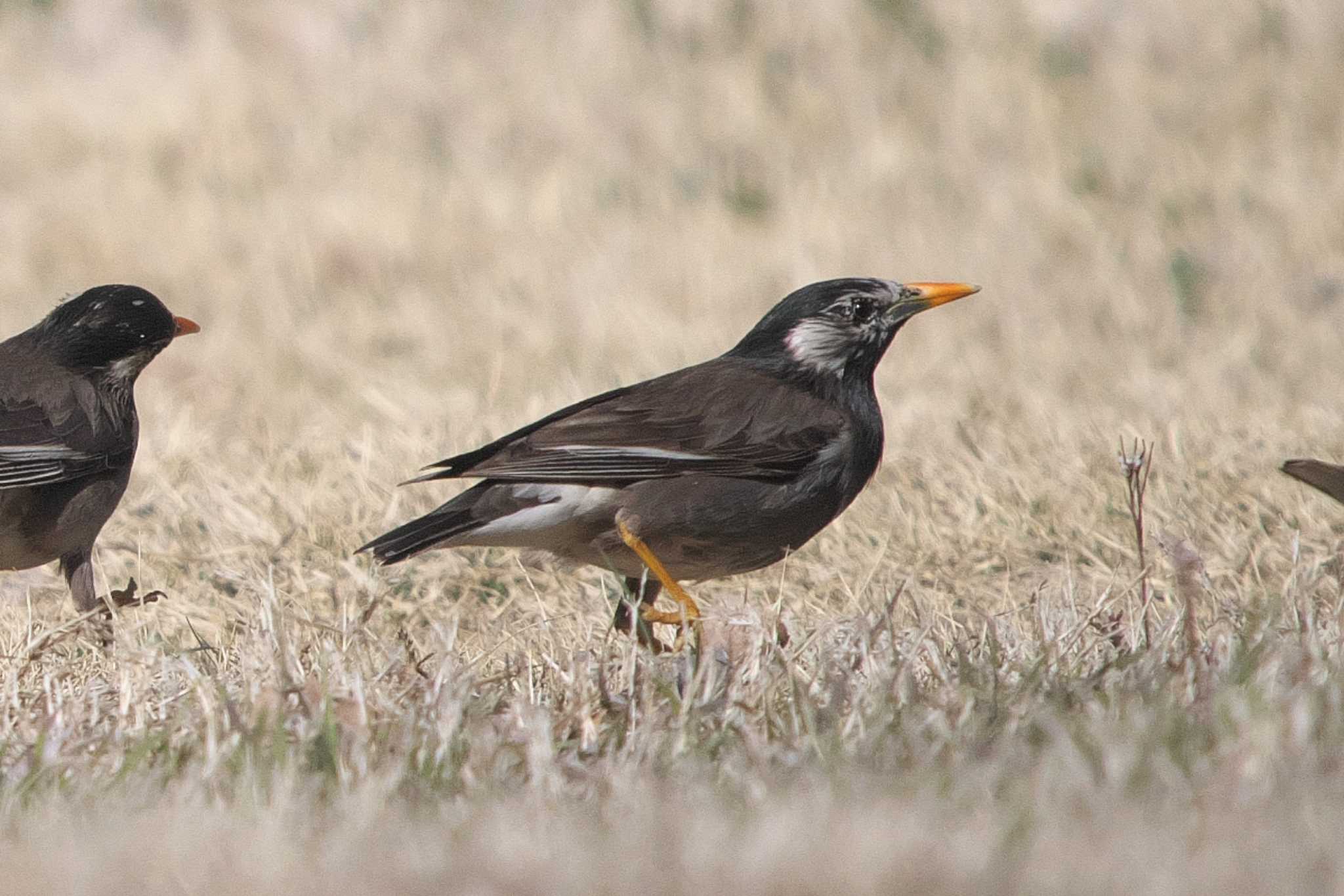 White-cheeked Starling