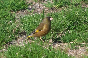 Grey-capped Greenfinch 池子の森自然公園 Wed, 3/20/2024