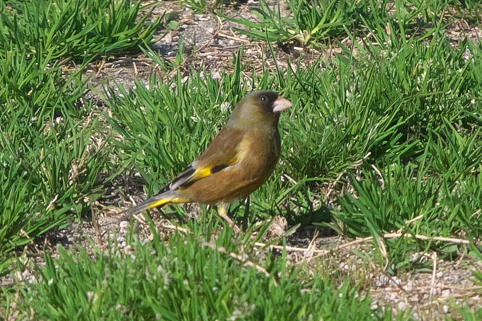 Photo of Grey-capped Greenfinch at 池子の森自然公園 by Y. Watanabe