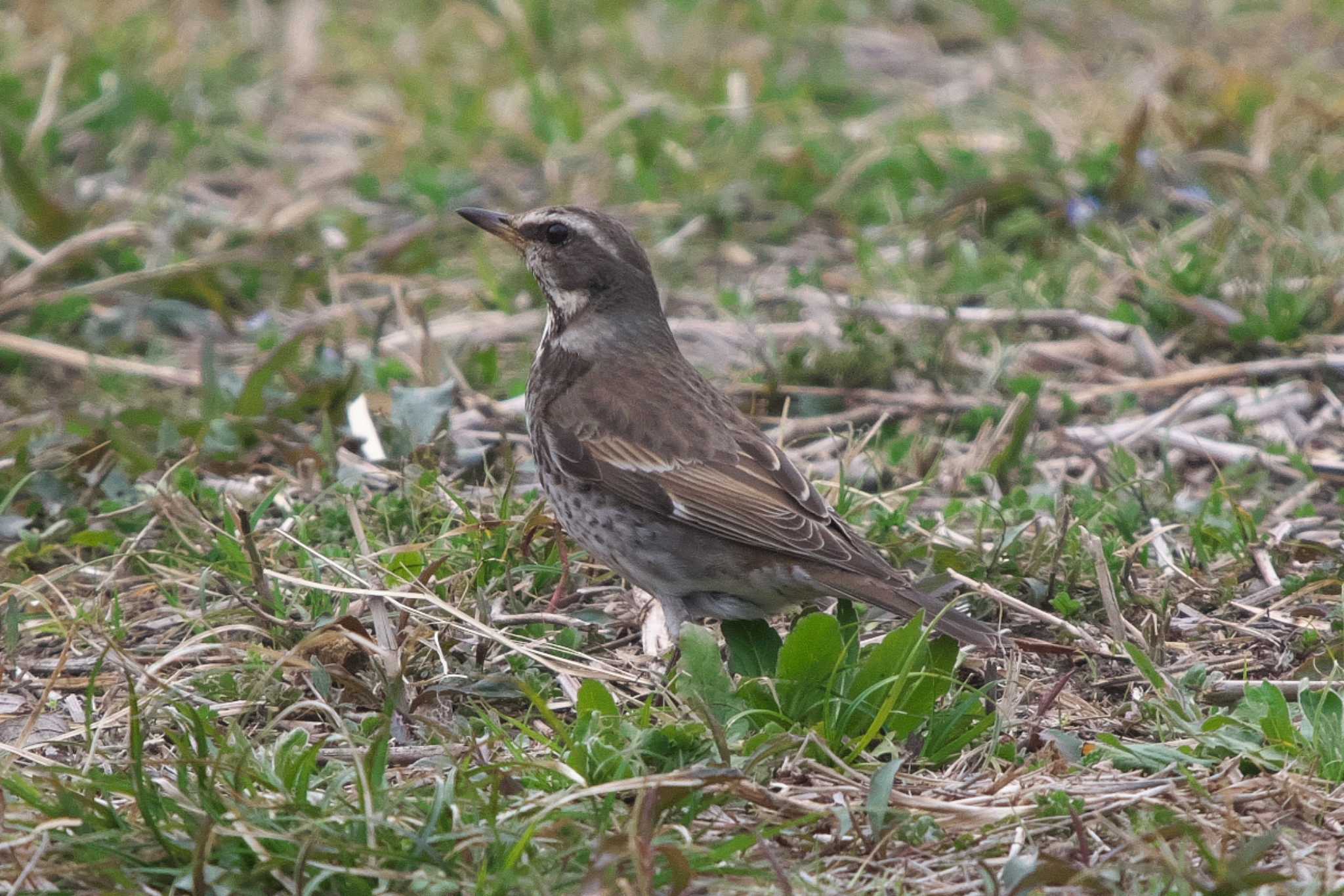 Photo of Dusky Thrush at 池子の森自然公園 by Y. Watanabe