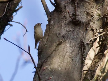 Wed, 3/20/2024 Birding report at Kodomo Shizen Park