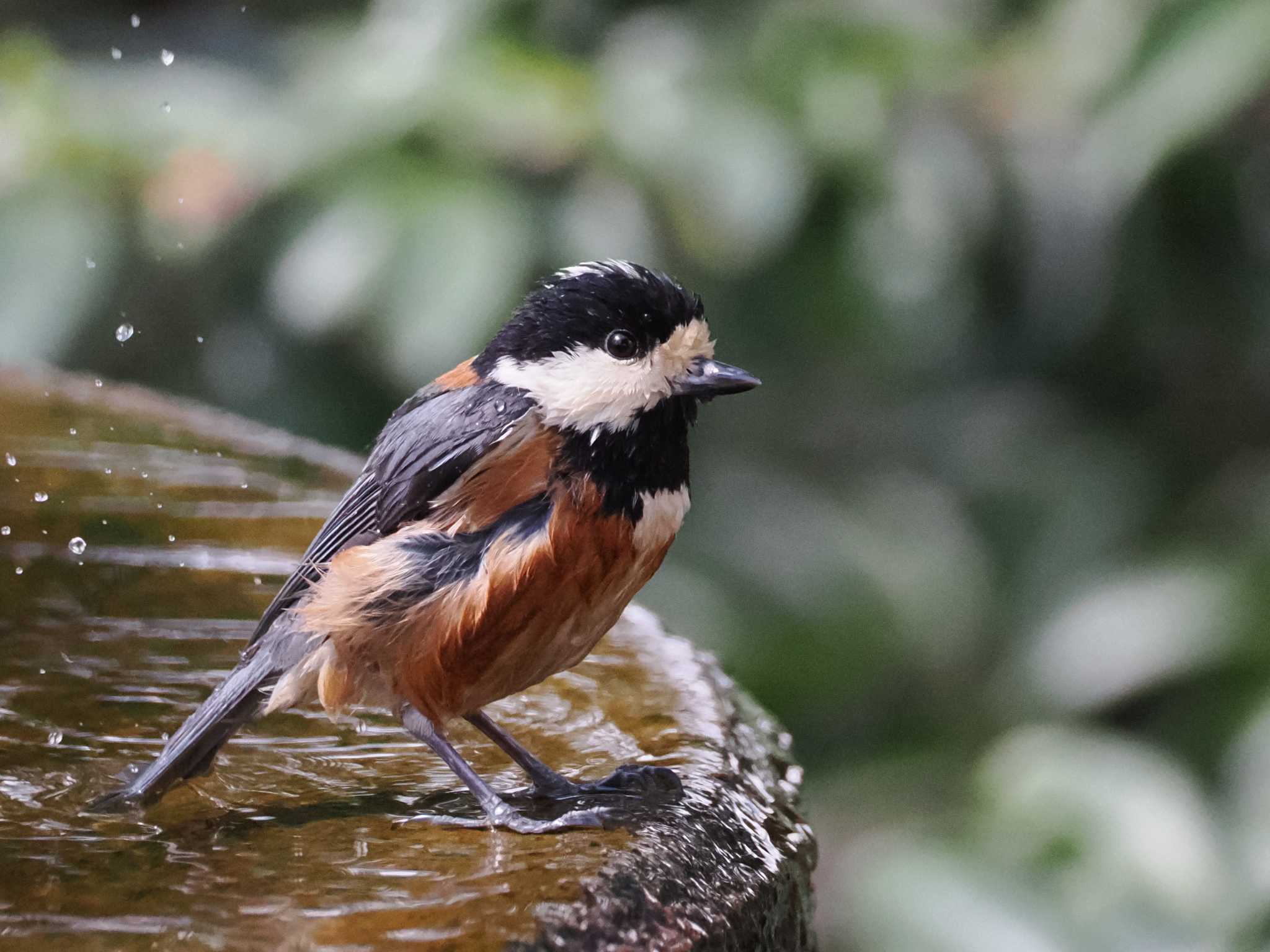 Varied Tit