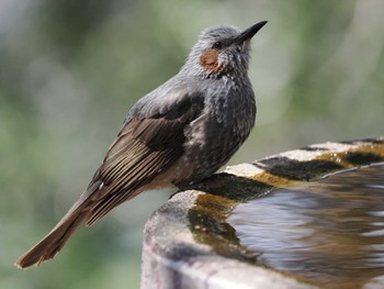 Wed, 3/20/2024 Birding report at 権現山(弘法山公園)