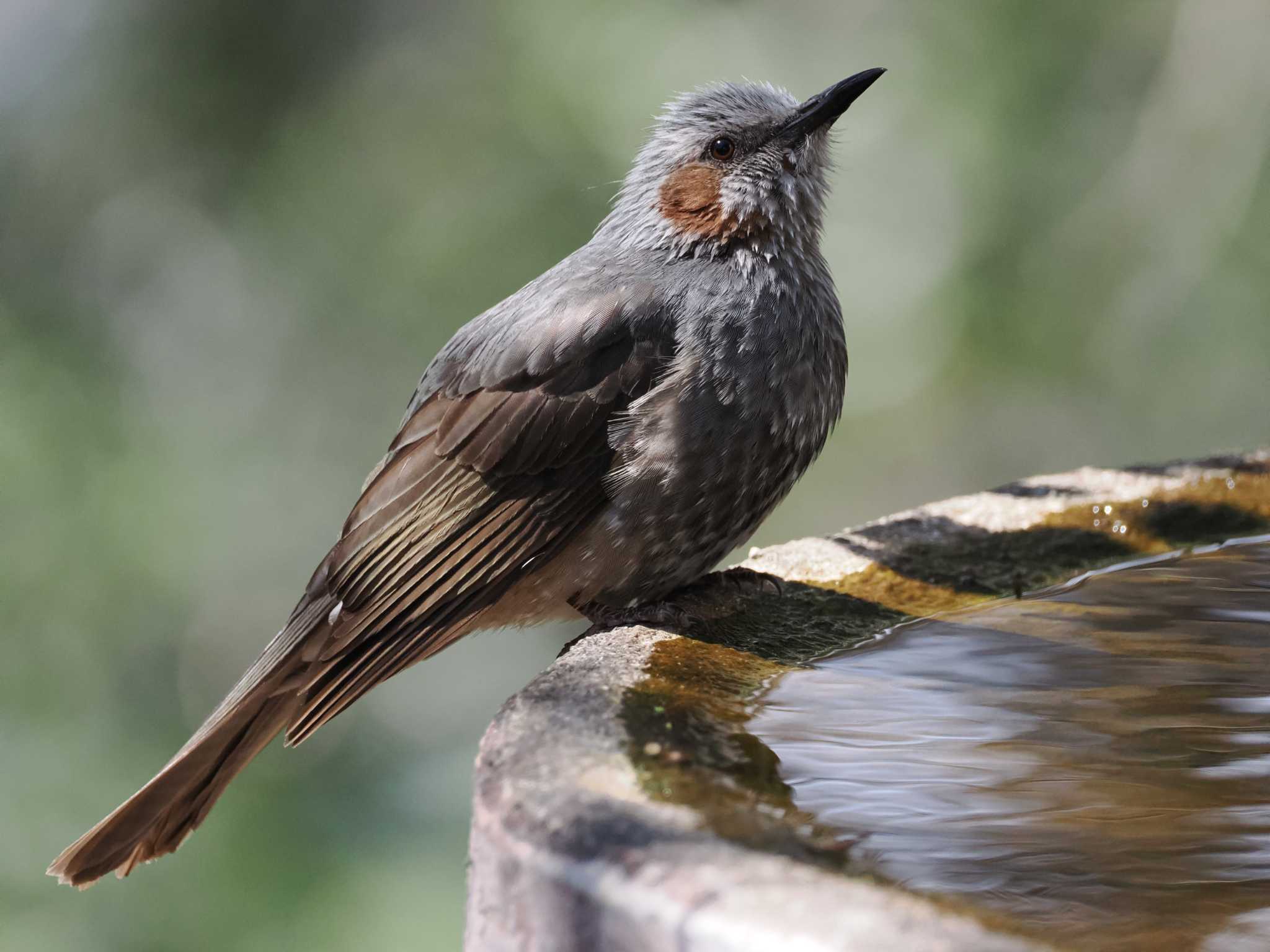 Photo of Brown-eared Bulbul at 権現山(弘法山公園) by こむぎこねこ