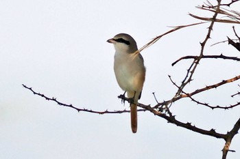 Lesser Grey Shrike