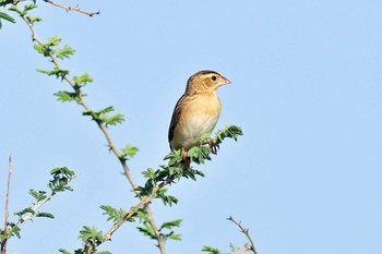 Northern Red Bishop