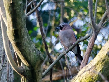 Eurasian Jay Kodomo Shizen Park Wed, 3/20/2024