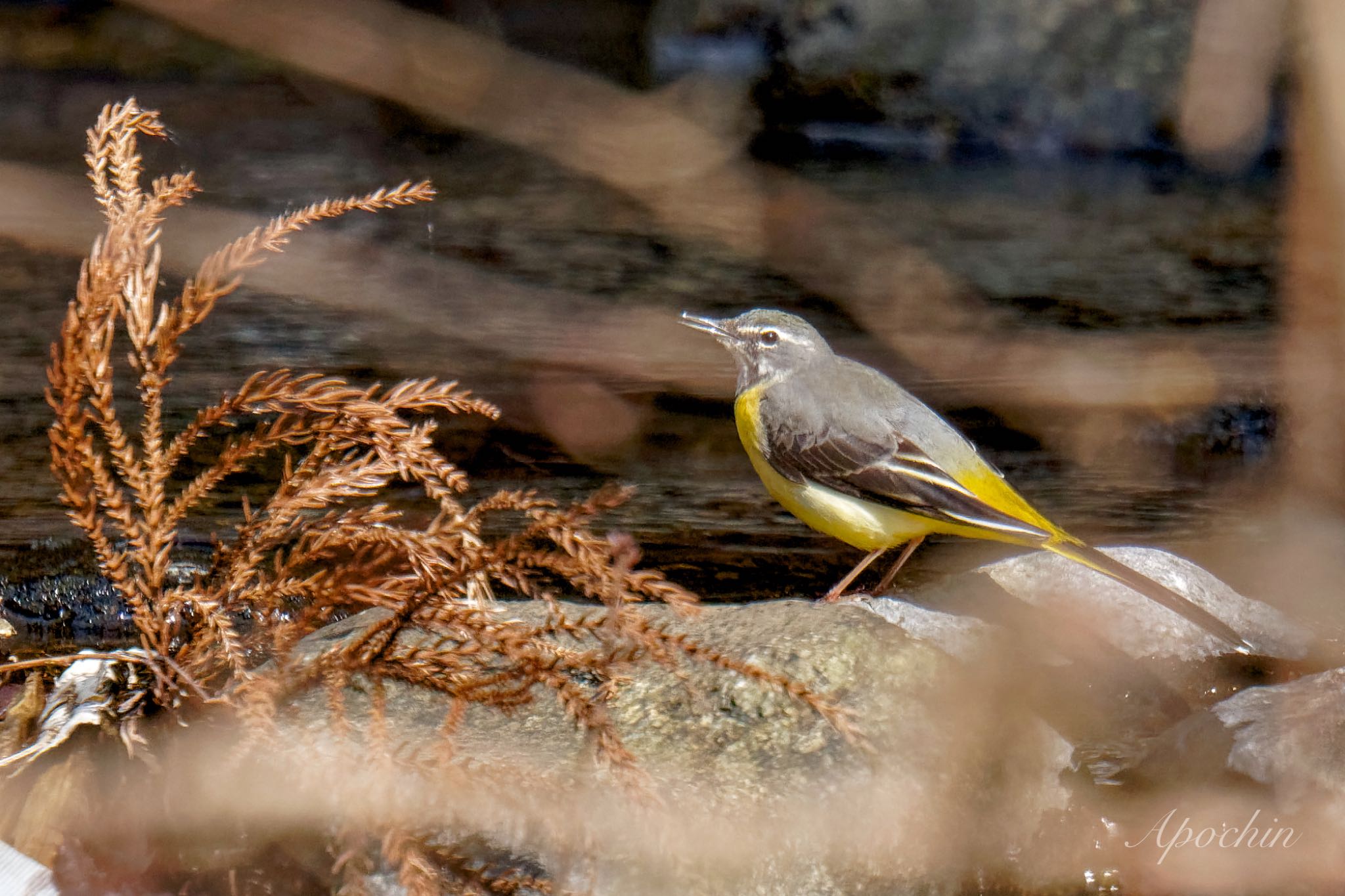 Grey Wagtail