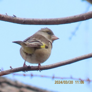 Grey-capped Greenfinch Mitsuike Park Wed, 3/20/2024