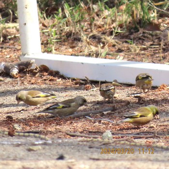 Grey-capped Greenfinch Mitsuike Park Wed, 3/20/2024