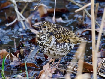 White's Thrush Kodomo Shizen Park Wed, 3/20/2024