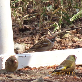 Eurasian Tree Sparrow Mitsuike Park Wed, 3/20/2024