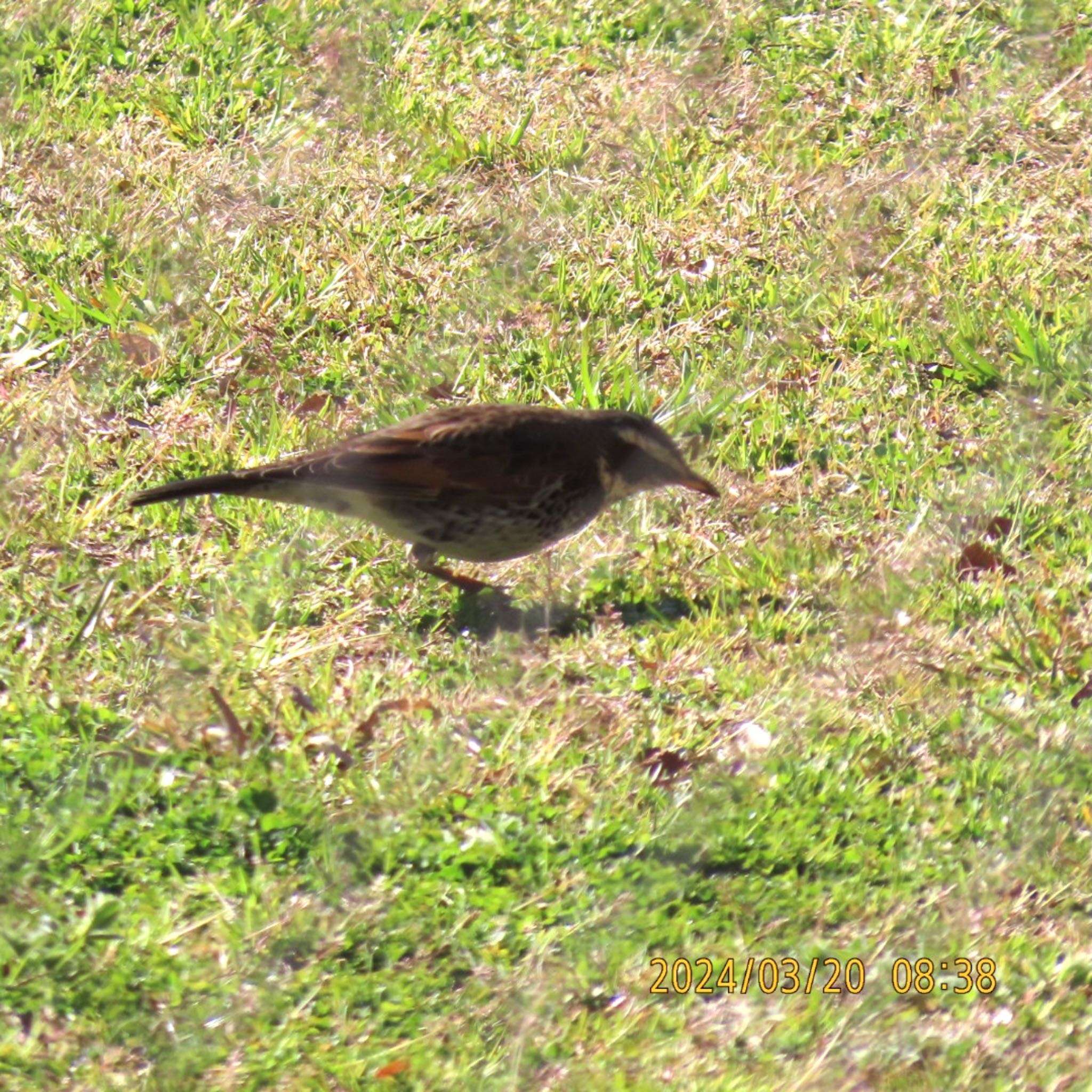 Photo of Dusky Thrush at Mitsuike Park by 焼き芋