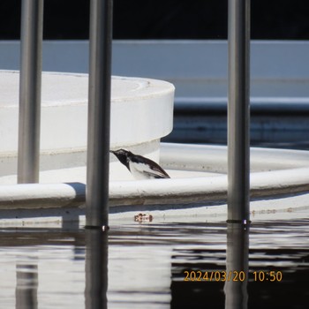 Japanese Wagtail Mitsuike Park Wed, 3/20/2024