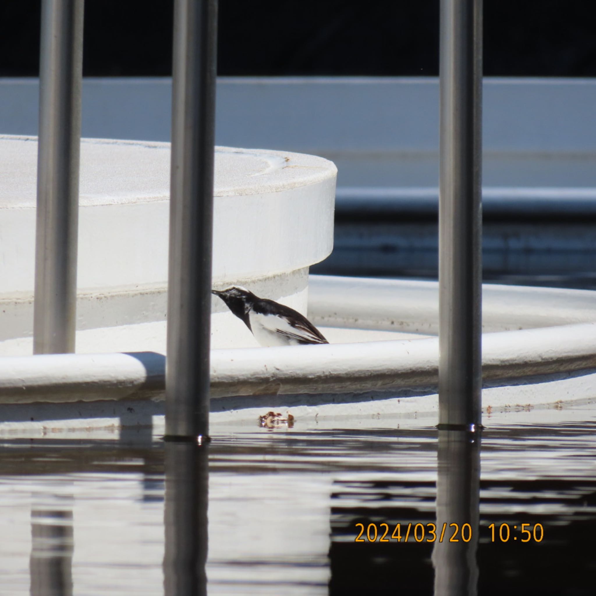 Japanese Wagtail