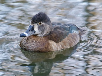 クビワキンクロ こども自然公園 (大池公園/横浜市) 2024年3月20日(水)