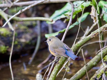 Red-flanked Bluetail Kodomo Shizen Park Wed, 3/20/2024