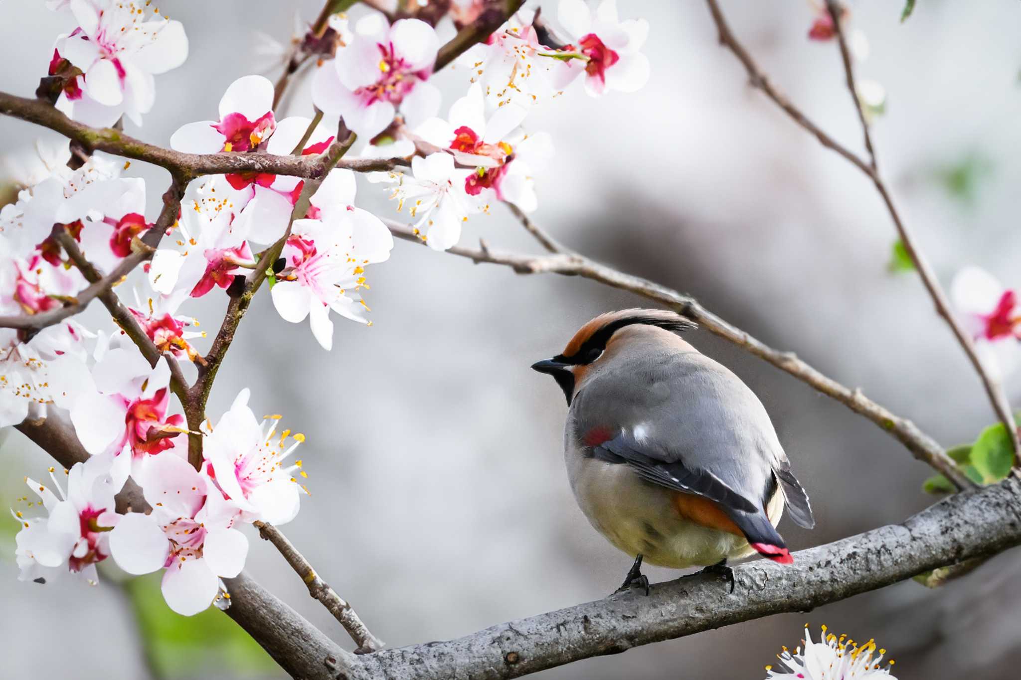 Photo of Japanese Waxwing at Kitamoto Nature Observation Park by Yokai