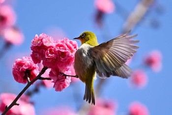 Warbling White-eye 大宮第二公園 Sat, 2/24/2024