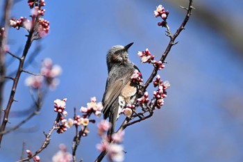 ヒヨドリ 大宮第二公園 2024年2月24日(土)