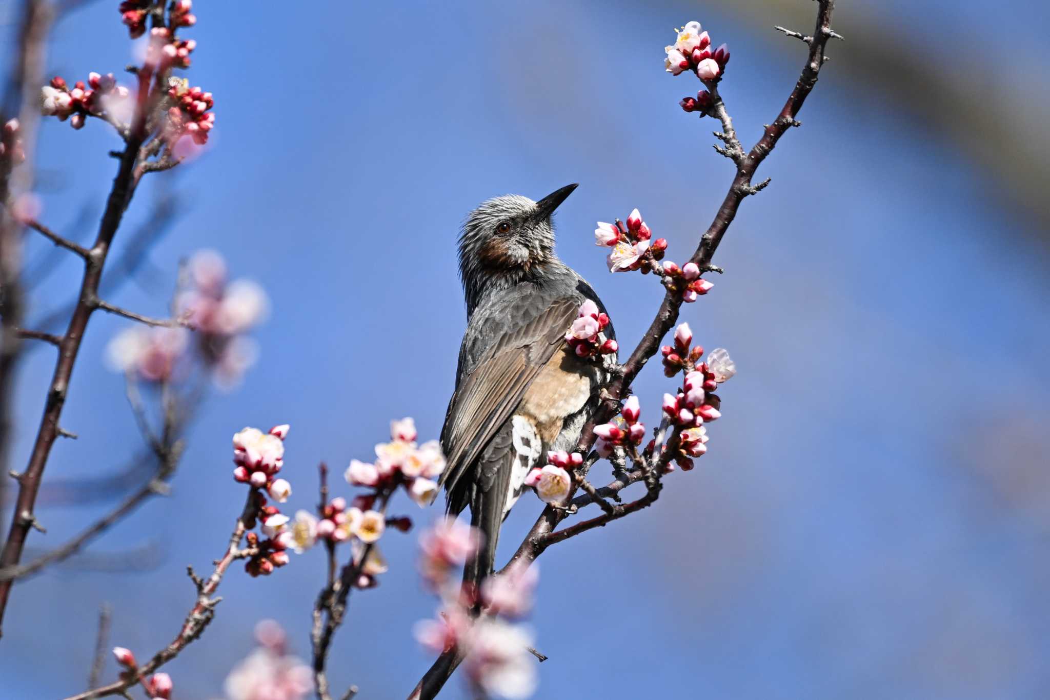 Photo of Brown-eared Bulbul at 大宮第二公園 by Yokai