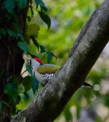 Japanese Green Woodpecker Kodomo Shizen Park Wed, 3/20/2024