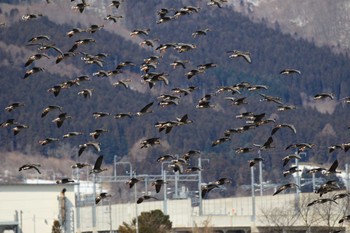 Greater White-fronted Goose 北海道　北斗市 Wed, 3/20/2024