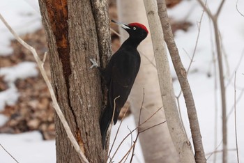 Black Woodpecker 北海道　七飯町　大沼公園 Wed, 3/20/2024