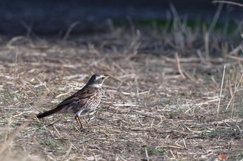 Dusky Thrush x Naumann's Thrush 甲府市 Wed, 3/20/2024