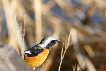 Daurian Redstart Nogawa Wed, 3/13/2024