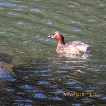 Little Grebe Mitsuike Park Wed, 3/20/2024