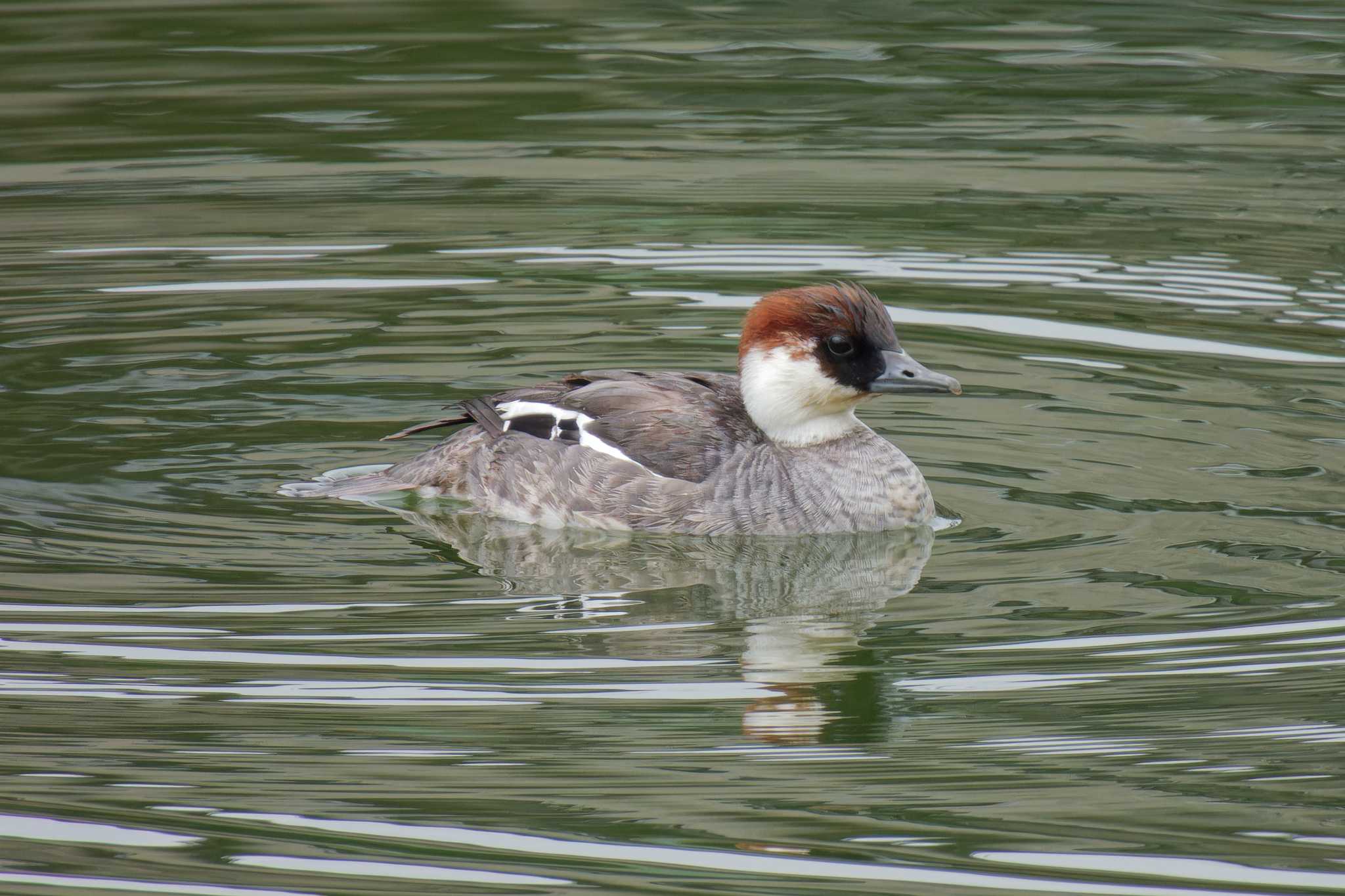 Photo of Smew at 京都府 by Syun