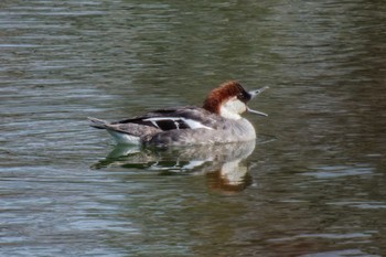 Smew 京都府 Sat, 3/16/2024