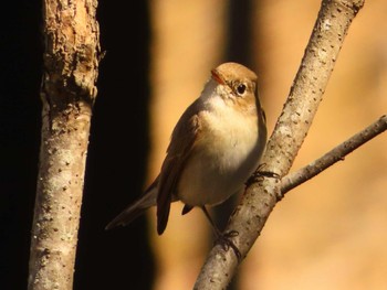 Red-breasted Flycatcher まつぶし緑の丘公園 Sun, 3/3/2024