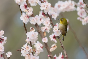 2024年3月20日(水) 大阪府の野鳥観察記録