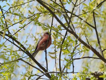 Siberian Long-tailed Rosefinch Akigase Park Wed, 3/20/2024