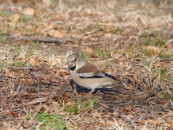 シメ 秋ヶ瀬公園 2024年3月20日(水)