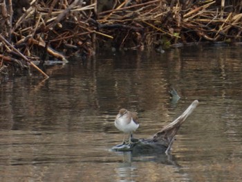 Common Sandpiper 行徳野鳥保護区 Wed, 3/20/2024