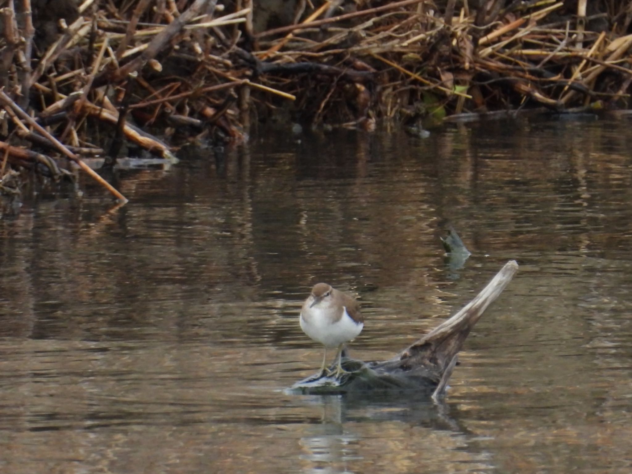 Photo of Common Sandpiper at 行徳野鳥保護区 by yuco