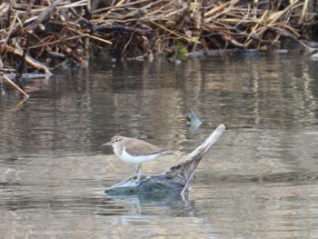 Common Sandpiper 行徳野鳥保護区 Wed, 3/20/2024