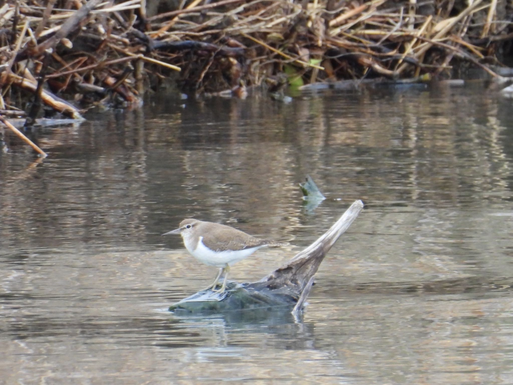 Common Sandpiper