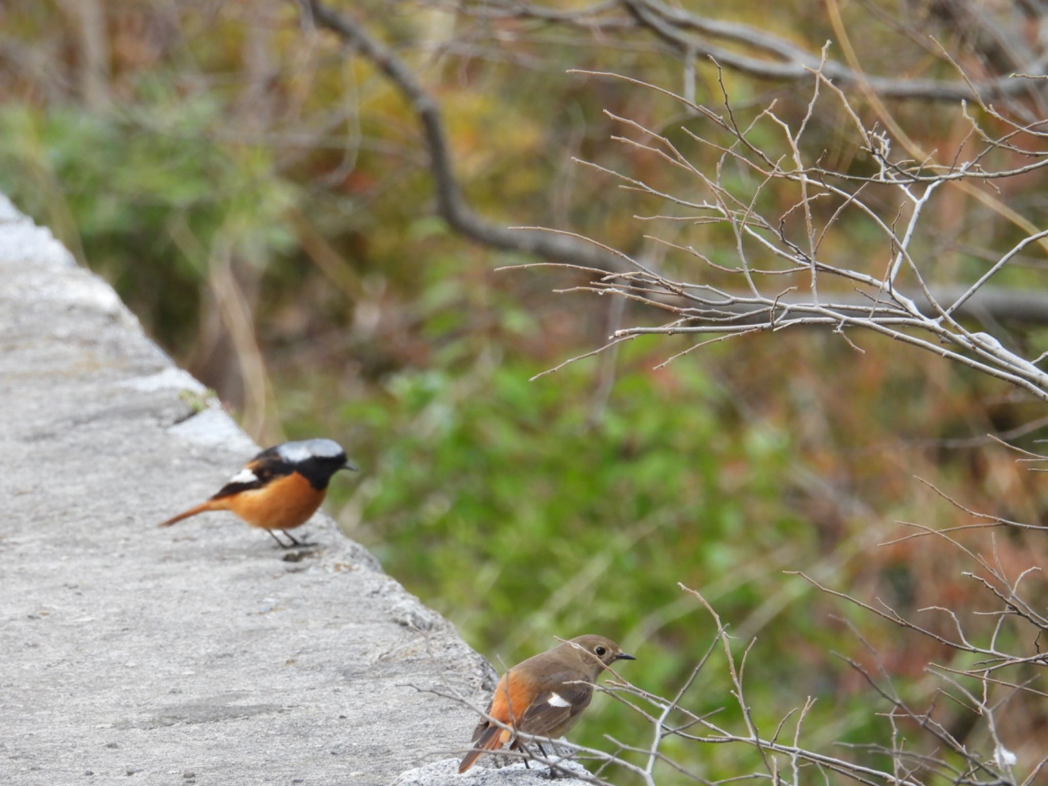 Photo of Daurian Redstart at 行徳野鳥保護区 by yuco