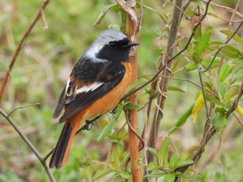 ジョウビタキ 行徳野鳥保護区 2024年3月20日(水)