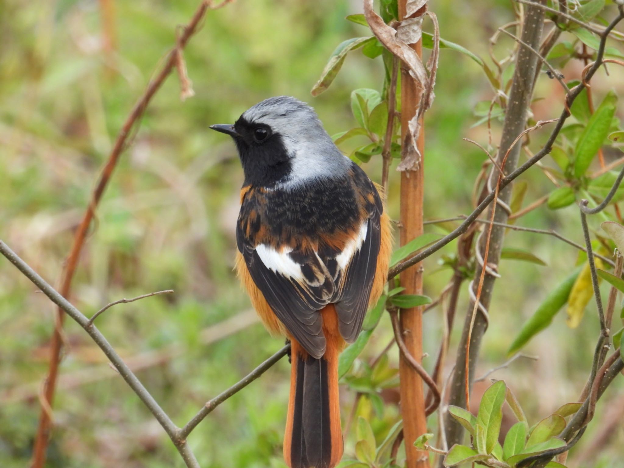 Daurian Redstart