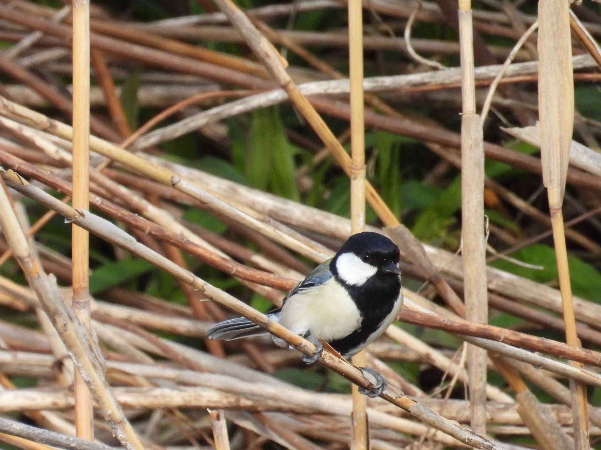 Japanese Tit