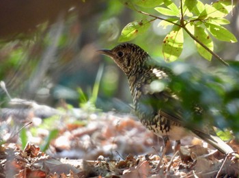 White's Thrush 小幡緑地 Thu, 3/14/2024