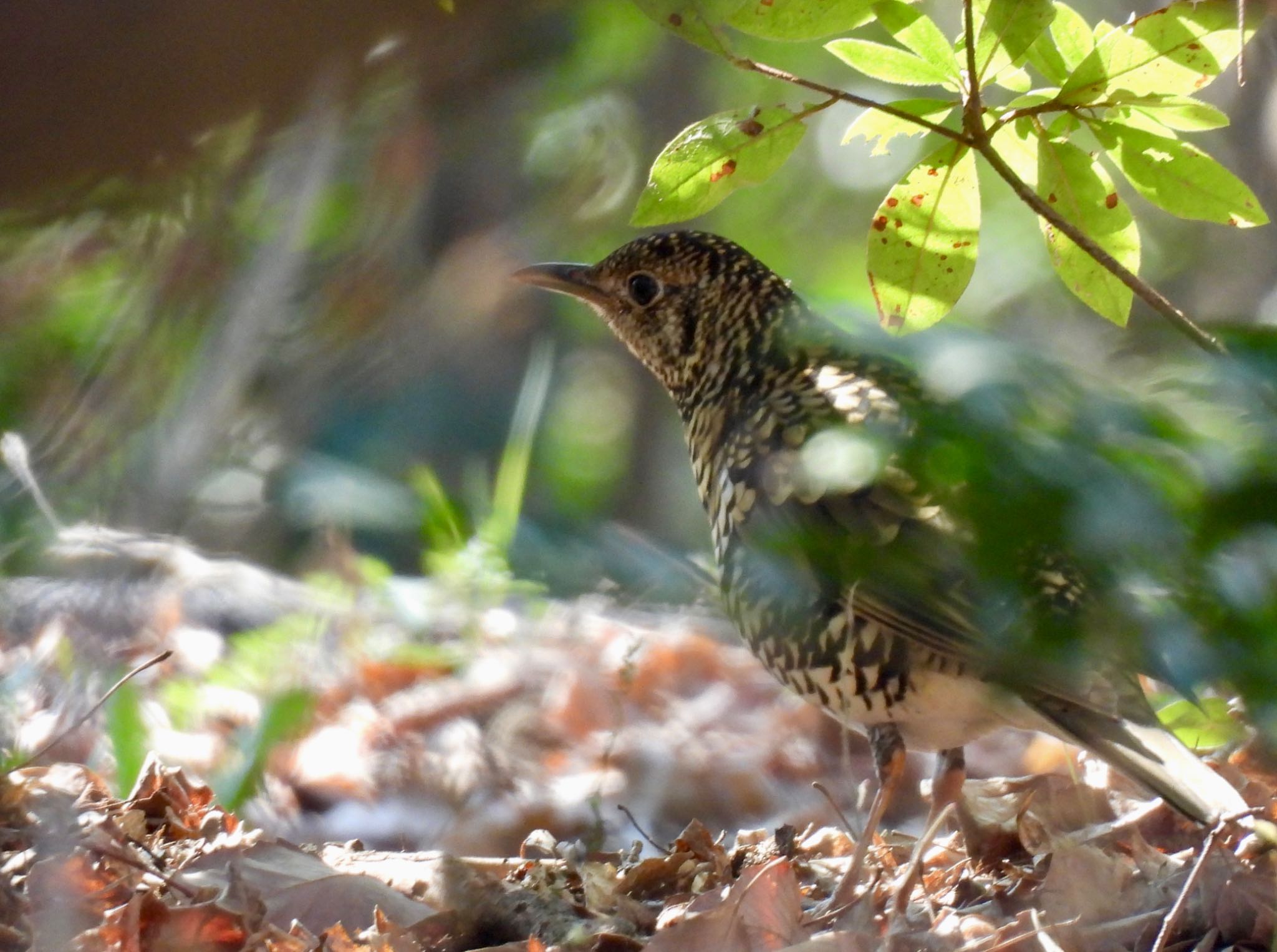 White's Thrush