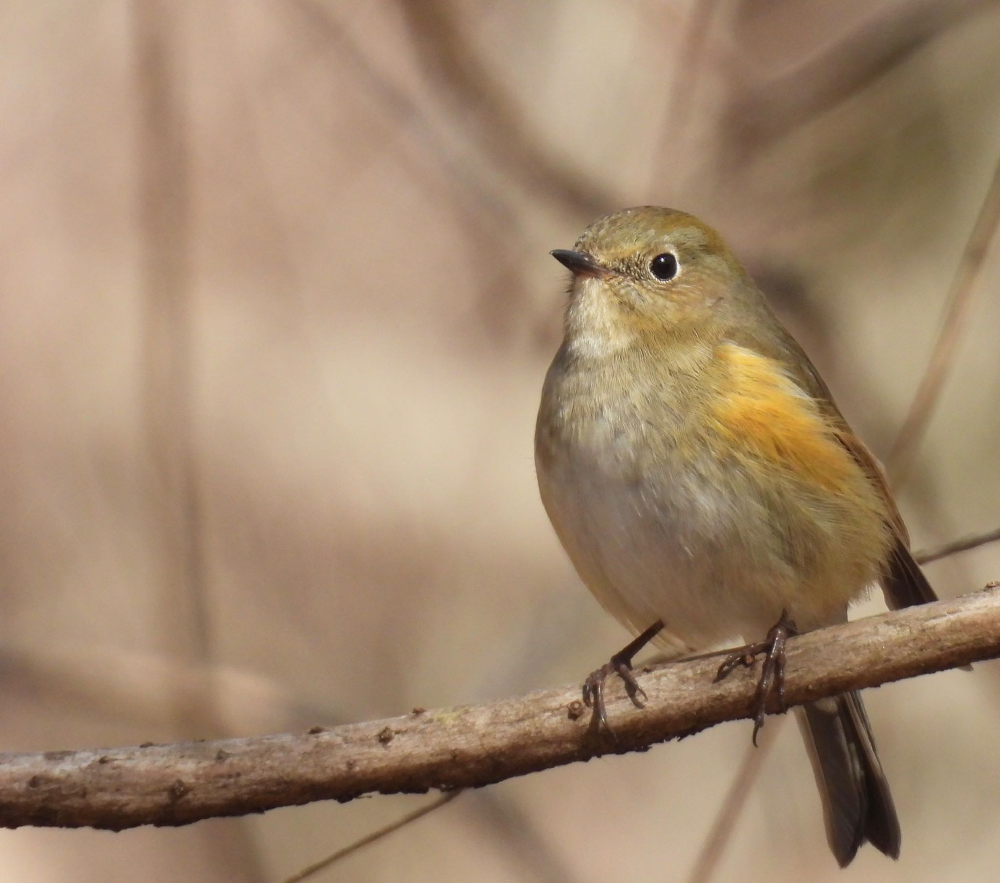 Red-flanked Bluetail