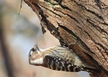 Japanese Pygmy Woodpecker 小幡緑地 Thu, 3/14/2024